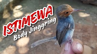 NGOMBYOK BURUNG PRENJAK KELAWU SUMATERA || BAHAN ISTIMEWA ‼️
