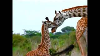 Baby Einstein Stock Footage - Giraffe With Baby