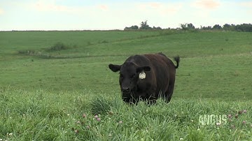 The Angus Report: September 19, 2011: Practical Applications