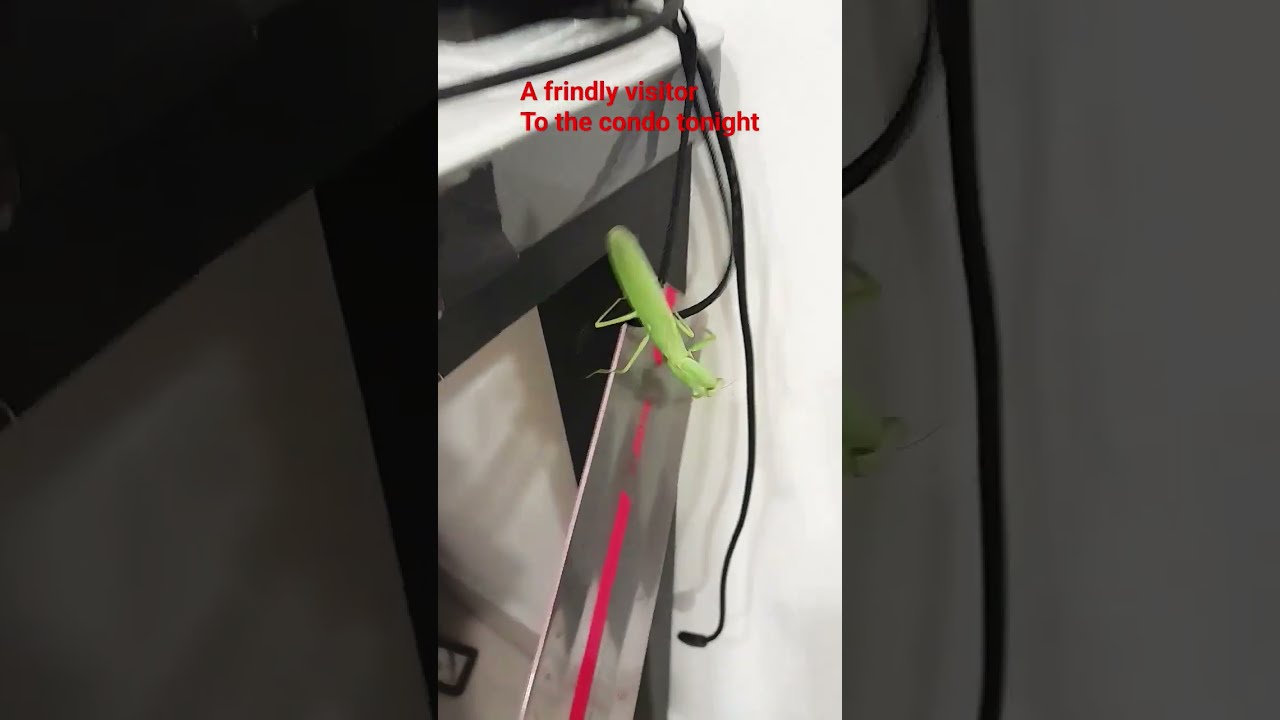 Frindly Visitor