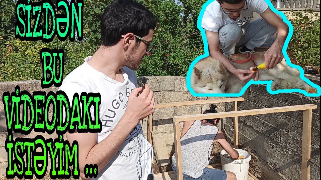 Alyona Yüngül Xəsarət Aldı ! |Aryanın Balaları oldu ? | Dostum İti Üçün Ev Düzəldir.!