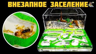 Внезапное заселение маленькой семьи ● Camponotus turkestanus ● Декор арены у муравьев