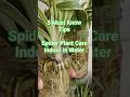 5 Must-Know Tips for Spider Plant Care Indoor in Water 🌿💧