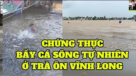 ĐOẠN VIDEO CHỨNG THỰC BẦY CÁ SÔNG HOÀN TOÀN TỰ NHIÊN TRÊN SÔNG HẬU 