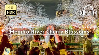 Tokyo Meguro River Cherry Blossoms Walking Tour  Tokyo Japan [4K/HDR/Binaural]