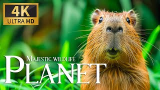 Majestic Planet Wild 4K 🐾 Discovery Film With Calm Relax Piano Music, Nature Video \u0026 Real Sound