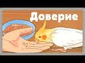 КАК ПРИРУЧИТЬ ПОПУГАЯ. Что нужно знать о приручении попугая.