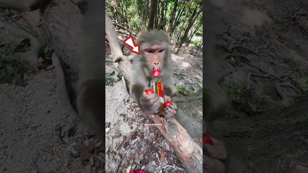 Girl Feeds Starving Monkey After 2 Days 😭