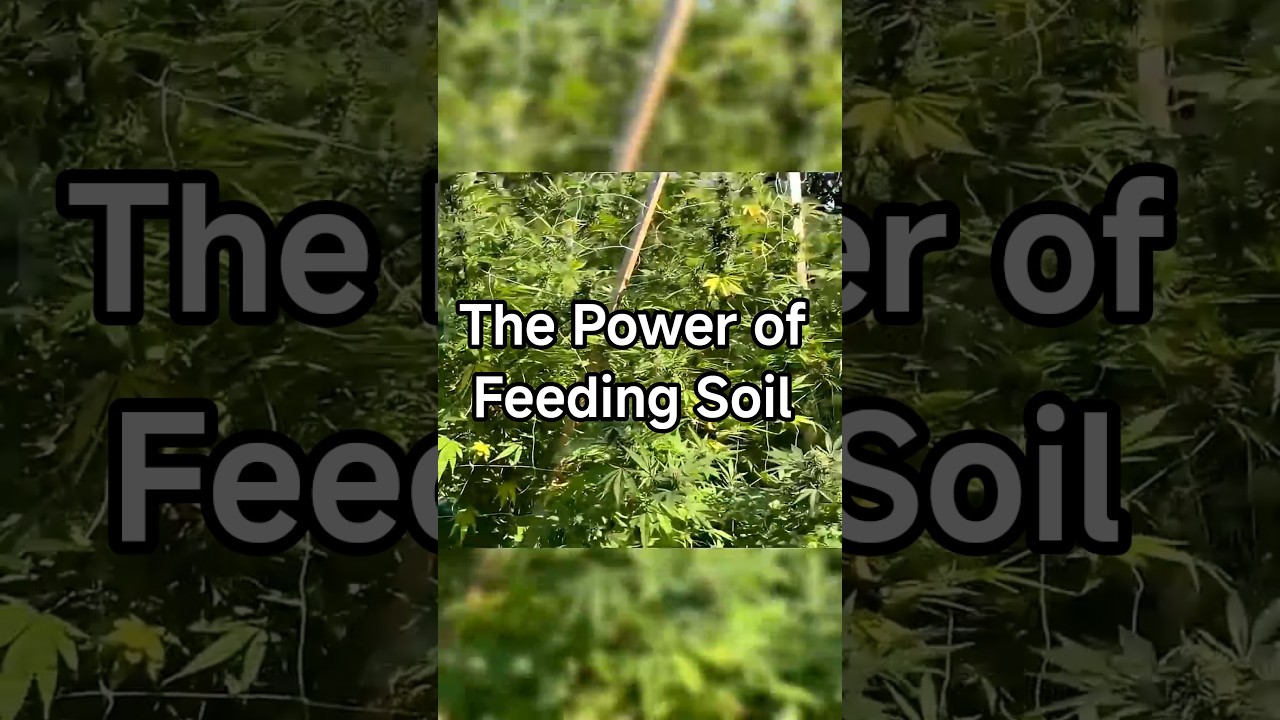 From Struggle to Pound-Per-Plant 🌱 | The Power of Feeding Soil, Not Plants