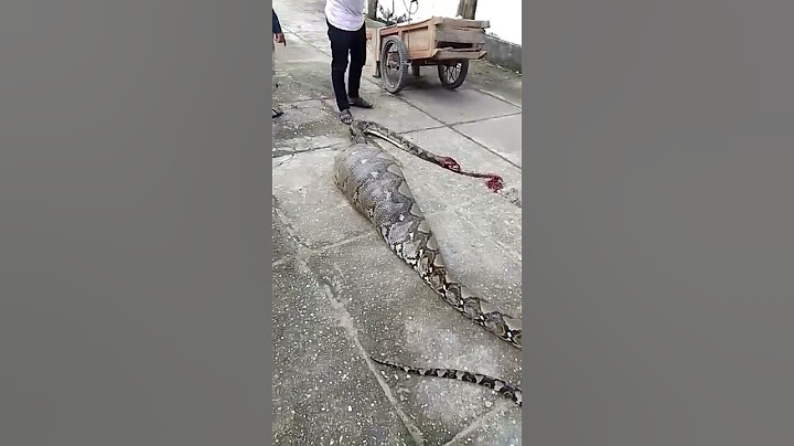 Viral ular piton makan kambing warga