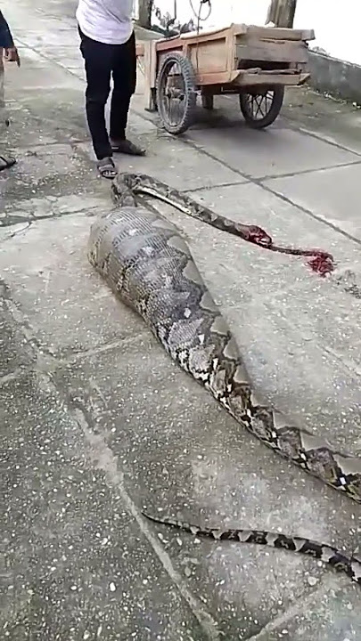 Viral ular piton makan kambing warga
