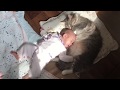 極上のお腹を赤ちゃんに提供する猫 ノルウェージャンフォレストキャットA cat that offers superb cat hair.Norwegian Forest Cat.