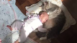 極上のお腹を赤ちゃんに提供する猫 ノルウェージャンフォレストキャットA cat that offers superb cat hair.Norwegian Forest Cat.