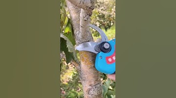 cool tools for cutting tree branches #shorts