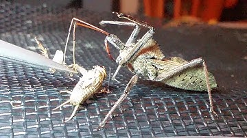 Assassin Bugs: Wheel Bug  Feeding 2 (arilus cristatus female)