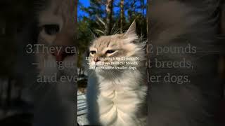 Fun facts about Norwegian Forest Cats #tiktok #cat #shorts