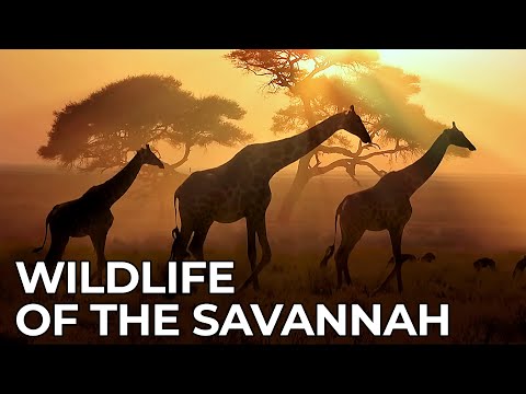 Video: Nakamamanghang African steppe: flora at fauna