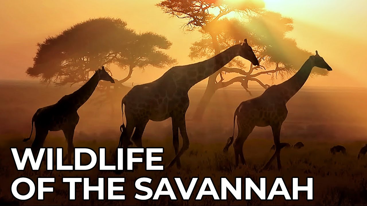 World of the Wild | Episode 2: Africa's Savannah | Free Documentary Nature