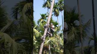 🥥 Как быстро забраться на кокосовую пальму? #технологии #интересно #приколы