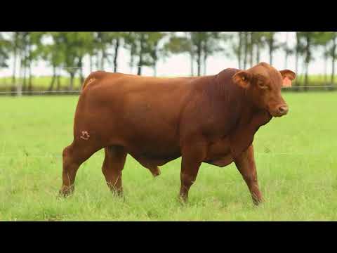 RBU LOTE 24   TAT FIV 3733 M Red Brangus