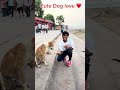 Amazing Dog Stunt Reaction Dog Did Handshake With Us 😲🐶#doglife #doglove #dogs