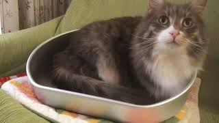 3歳の誕生日を迎えた猫 ノルウェージャンフォレストキャット3 year old birthday.Norwegian Forest Cat.