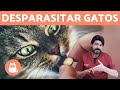 DESPARASITAR GATOS - Desparasitación interna y externa de gatos