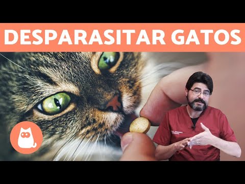 Vídeo: Tabletas Para Lombrices Para Gatitos: Cuál Es Mejor Y Cómo Administrarlo Correctamente