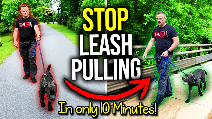 How to STOP Leash Pulling in MINUTES – 100% GUARANTEED! ANY Dog, Any Age, Any Breed