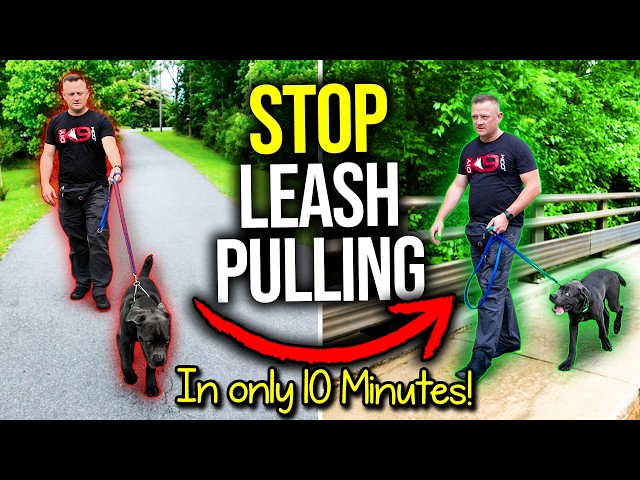 How to Leash Train Your Dog: Simple Steps for Success