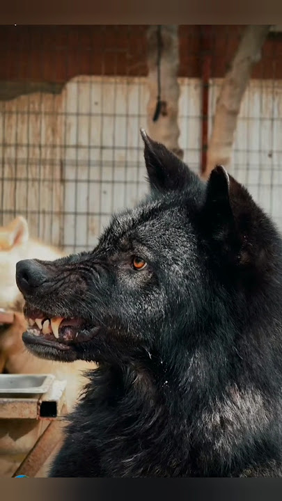 Black #wolf eangry #you like #wolf 2sub my channel#shorts #reels #share #feed