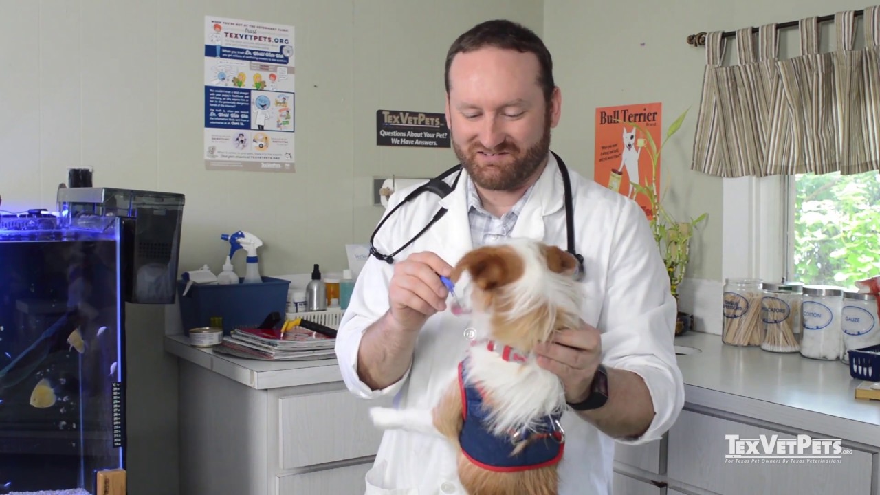How To Brush Your Dog s Teeth YouTube how-to-brush-your-dog-s-teeth-youtube