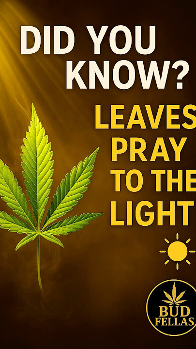 Mengapa Daun Ganja 'Berdoa' Saat Bahagia