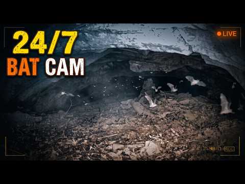 Bat Cave Roost