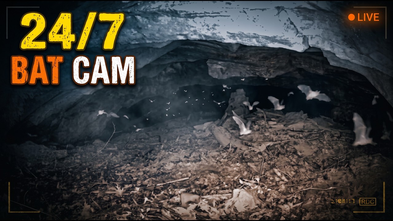Bat Cave Roost