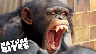 Terrifying Chimp Attack | The Secret Life of the Zoo | Nature Bites