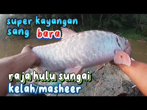Super Kayangan Rezeki Menyambut Ramadhan Ikan Kelah Masheer Rm660 Seekor