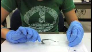 An Island in the Sea: the Unseen Graphene