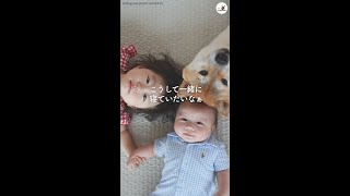 【なかよし三兄弟♡】子守が上手な柴犬お兄ちゃん！ 子どもたちの傍に寄りそう姿に、ほっこり♡ #Shorts