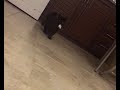 MY CHANTILLY TIFFANY CAT の動画、YouTube動画。