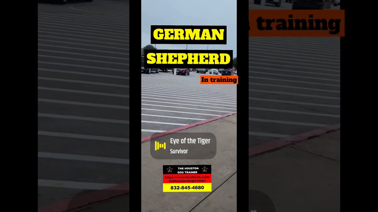 The German Shepherd Dog obedience distraction pro Dog training 832-845-4680