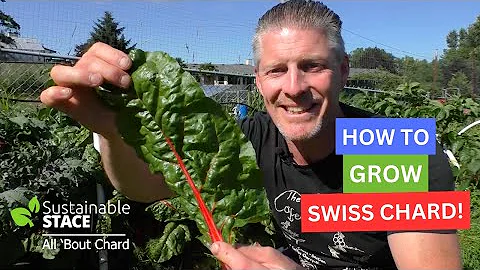 Growing Swiss Chard - All You Need to Know