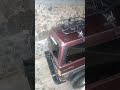 sorotan tawon asli raja hutan
