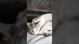 cat is sleeping  on the sofa .