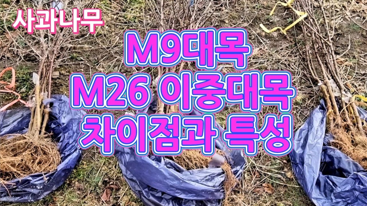 (제33화)사과나무 m9자근묘 m26이중대목 차이점과 특성 알아보기