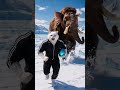 English: Heroic Cat & Ice Dragon vs. Giant Bee - AI Fantasy Short Film