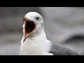 Чернохвостая чайка (Larus crassirostris) - Black-tailed Gull | Film Studio Aves