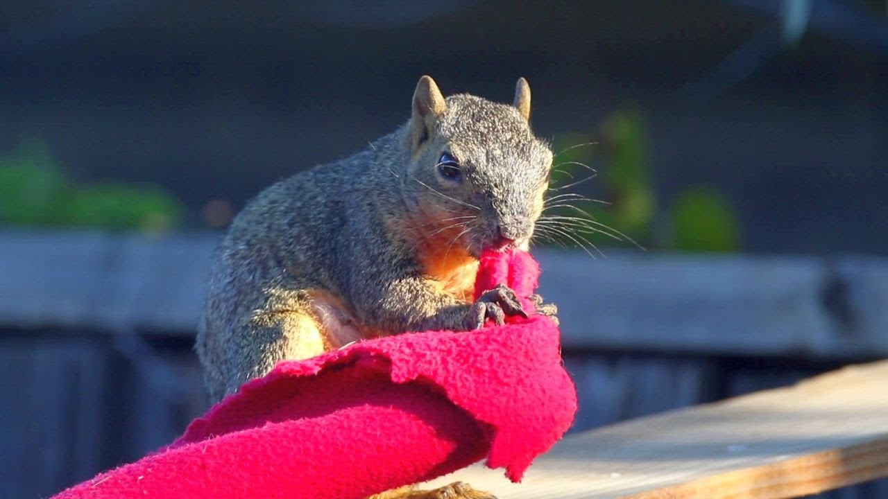 Squirrels In My Yard Collecting Fleece And Scenes Including Birds. Very Little Action, No Narration