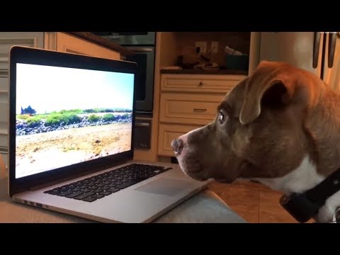 Intrigued pup can't stop watching dogs on laptop