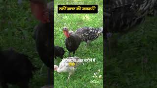 टर्की पालन की जानकारी  !!  #turkeyhen #turkeypalan #turkeypoultry #Reels